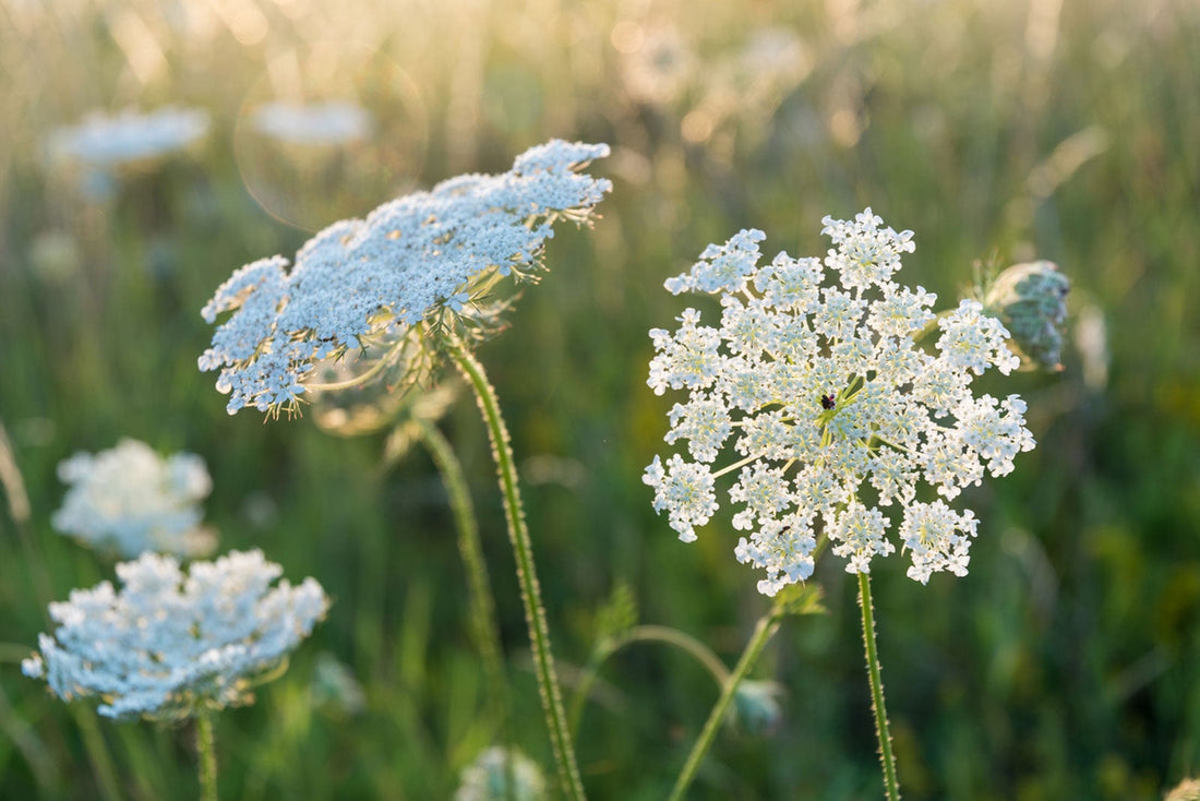 queen Anne's lace flowers in the sunshine