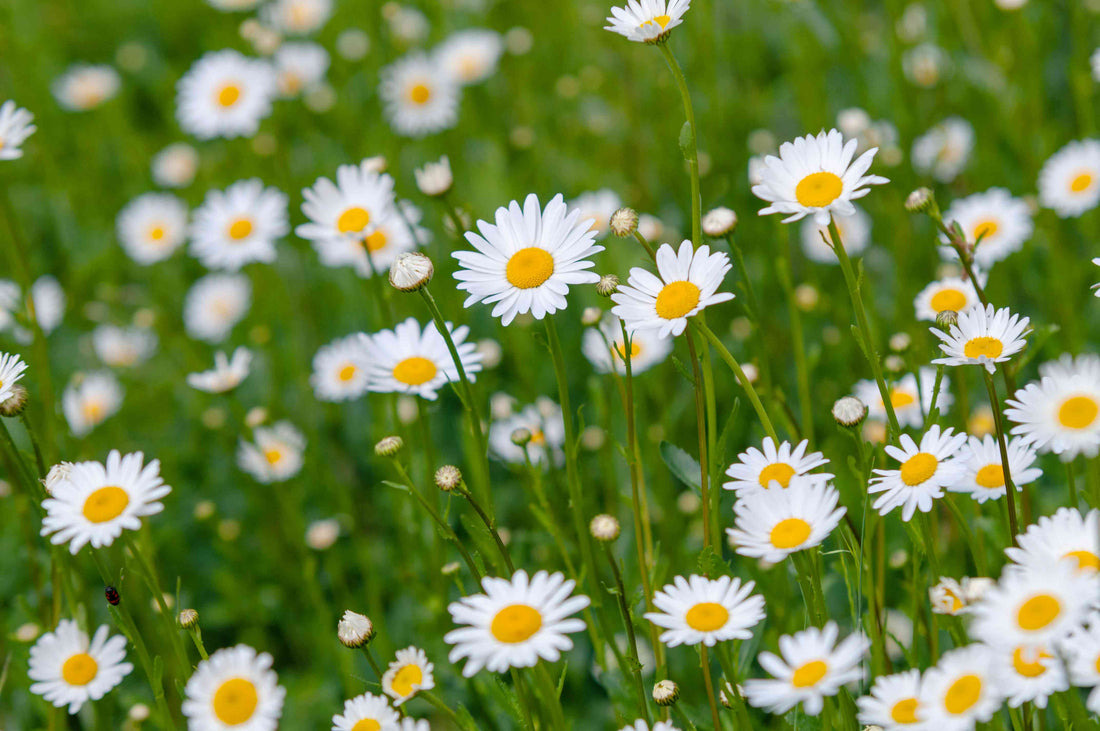 Daisies: A Symbol of Innocence, Joy, and Wild Beauty