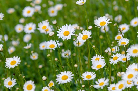 Daisies: A Symbol of Innocence, Joy, and Wild Beauty